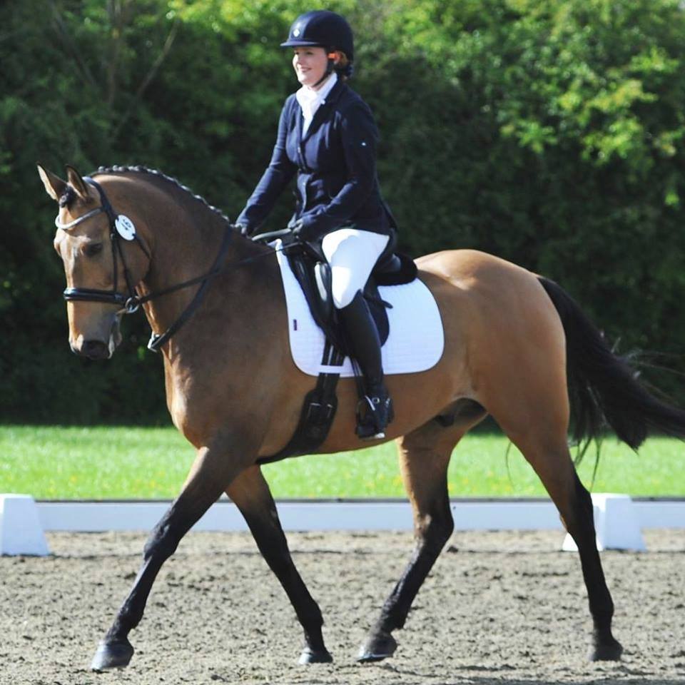 David Dyer Saddles Albion Fabrento Dressage Saddle